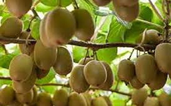 تصویر 4 از قیمت خرید کیوی هایوارد تنکابن + فروش ویژه